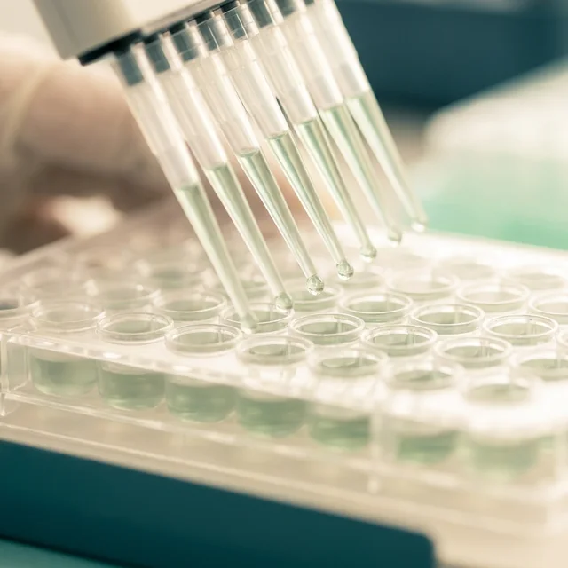 Pipeta multicanal cargando una placa de microtitulación